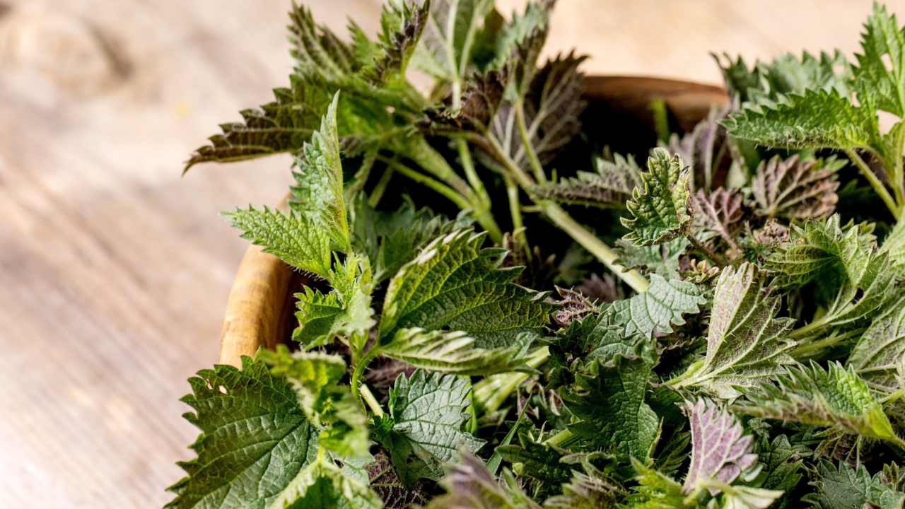 Lav brændenældesuppe med Grøn Guide Gentofte