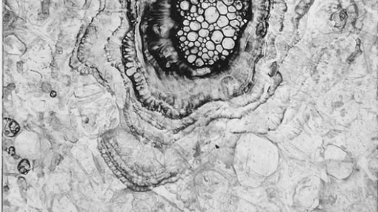 Månedens kunstner Mikkel Pedersbæk