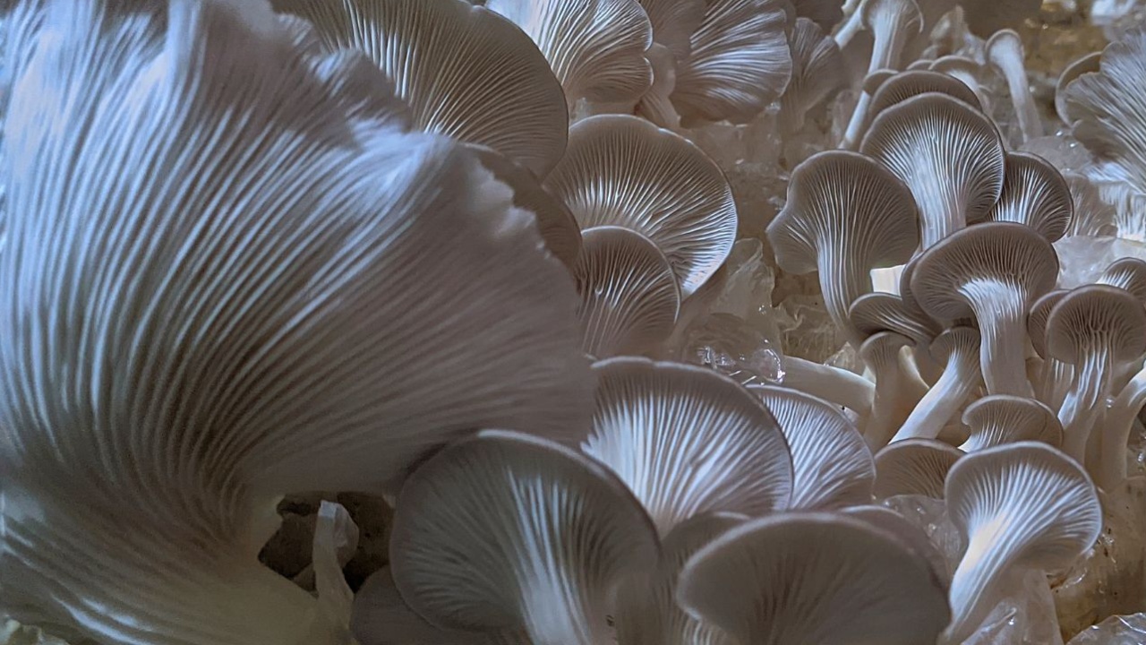 Lær at dyrke svampe i kaffegrums