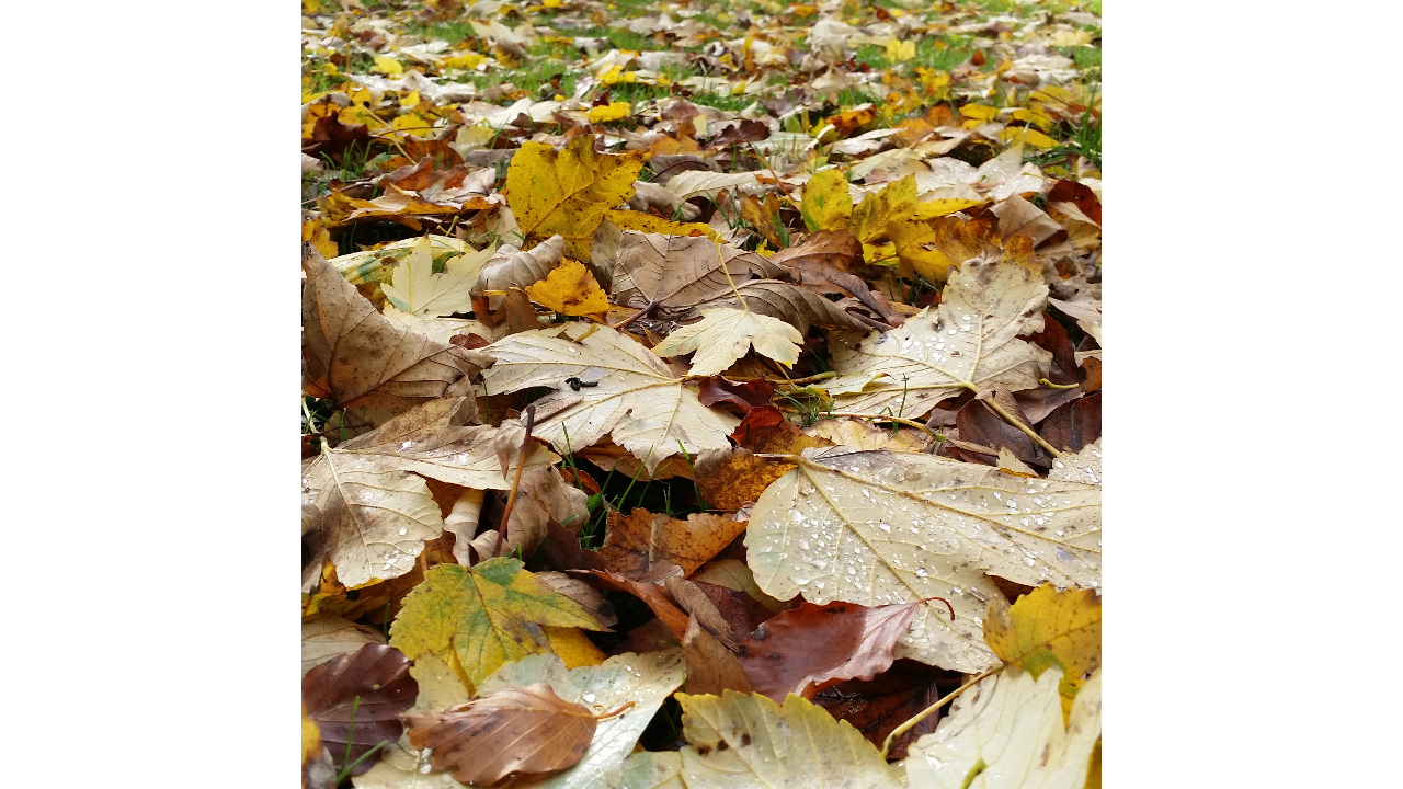 AMAZING PARK: Lyset Forsvinder Og Naturen Går I Dvale - Det Sker I ...